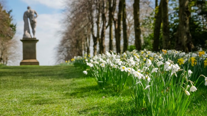 Daffodils line the Lime Tree Avenue near the Hercules statue in springtime at Chirk Castle, Wrexham, Wales